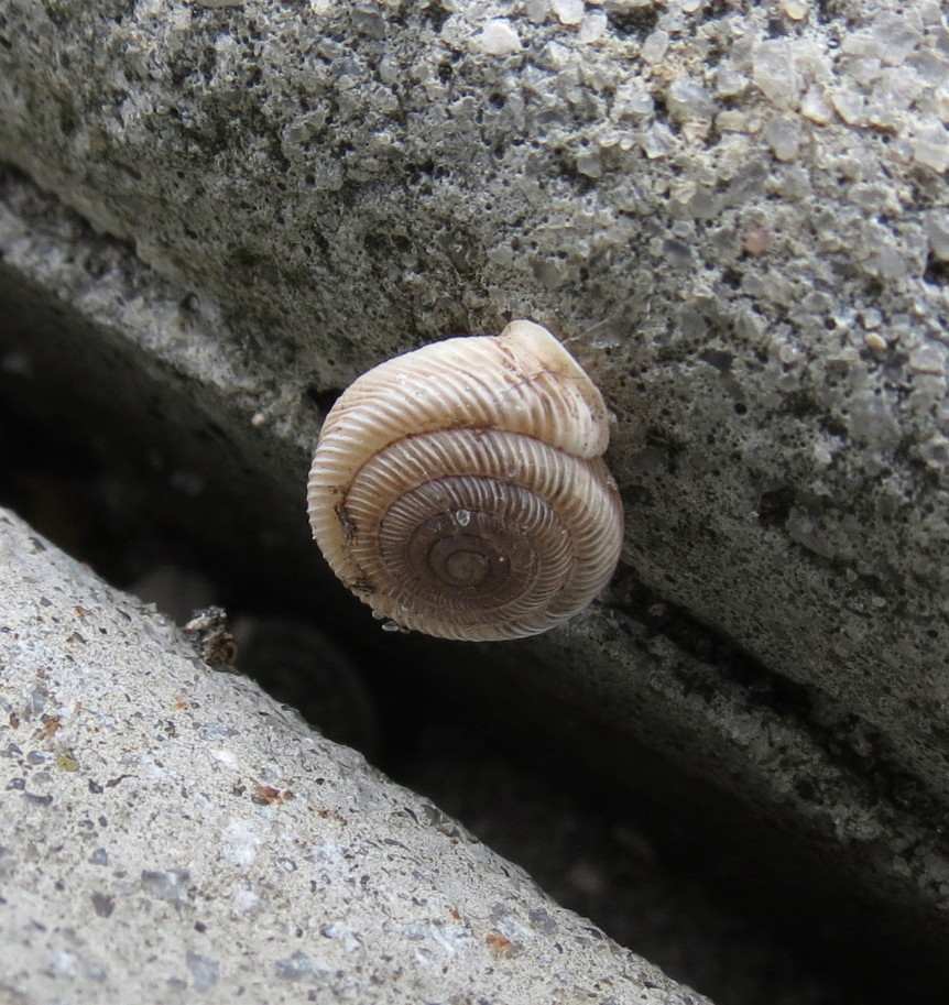 Southern flatcoil snail