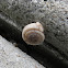 Southern flatcoil snail