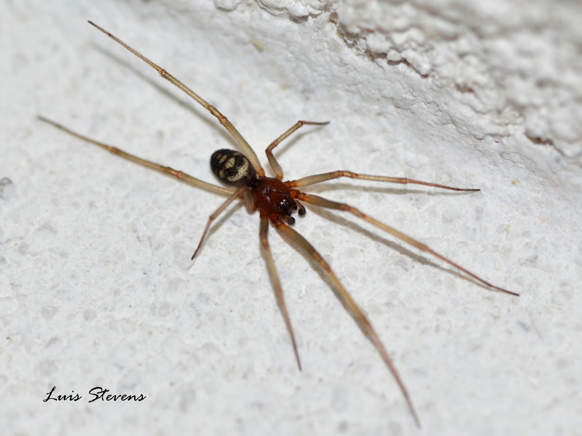 Male Steatoda triangulosa spider