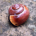 Grove Snail, Brown Lipped Snail