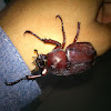 Coconut Rhenoceros Beetle