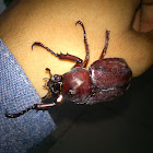Coconut Rhenoceros Beetle