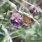 Meadow Brown