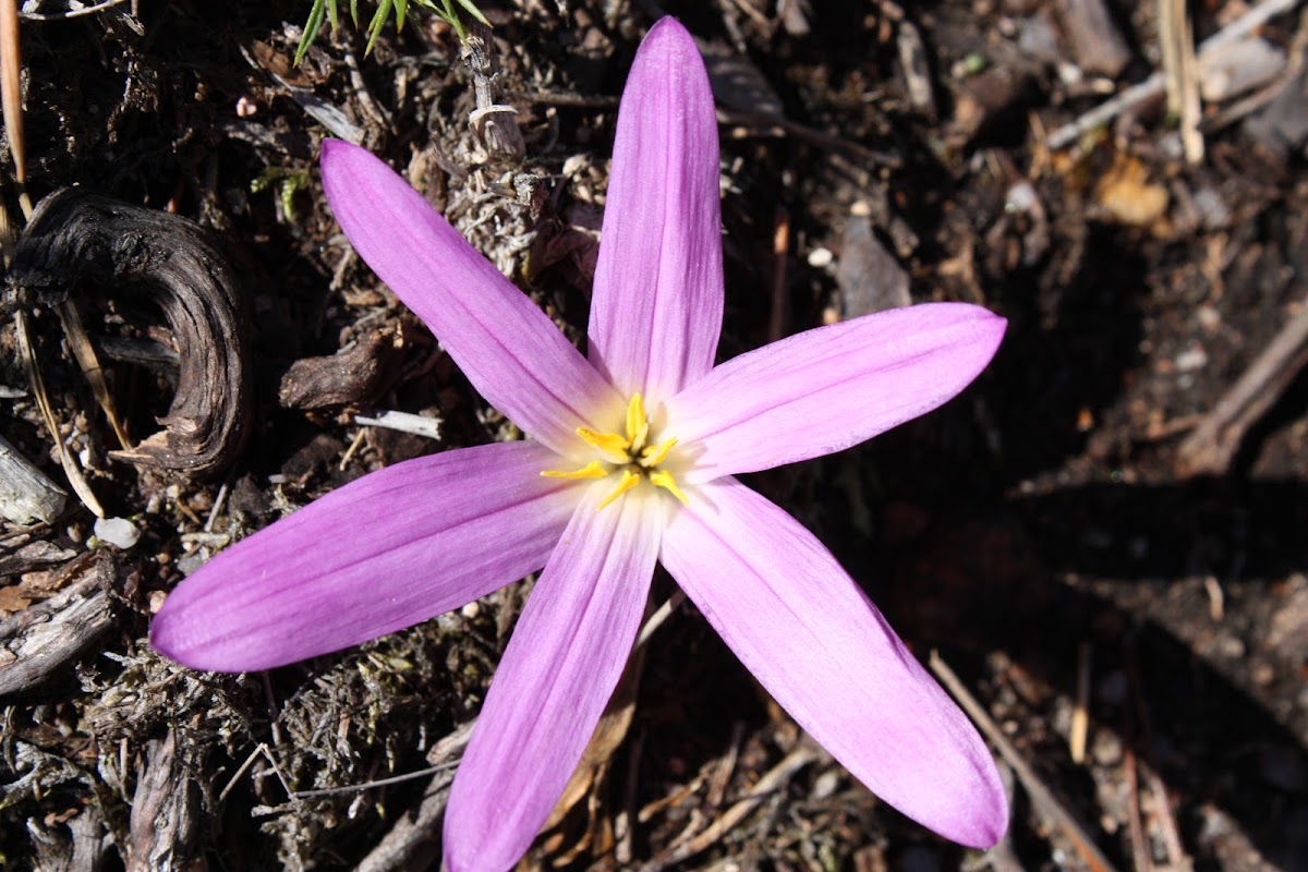 The crocus Pyrenees or Pyrenean saffron