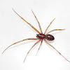 How Common Are False Black Widow Spiders : False Black Widow Spider (Steatoda nobilis) female Stock ... : Latrodectus hesperus found in the.