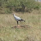 Secretary Bird