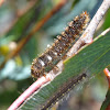 ?Hide beetle larva