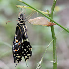 Palmedes Swallowtail butterfly