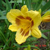 Daylily