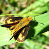 Yellow Banded Dart Butterfly