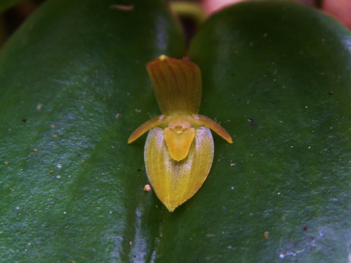 Mini Orquidea