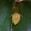 Mini Orquidea