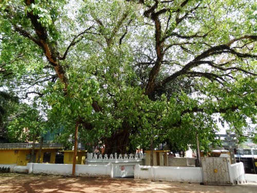 Bo Tree at Hokandara Temple