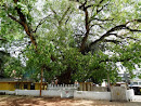 Bo Tree at Hokandara Temple