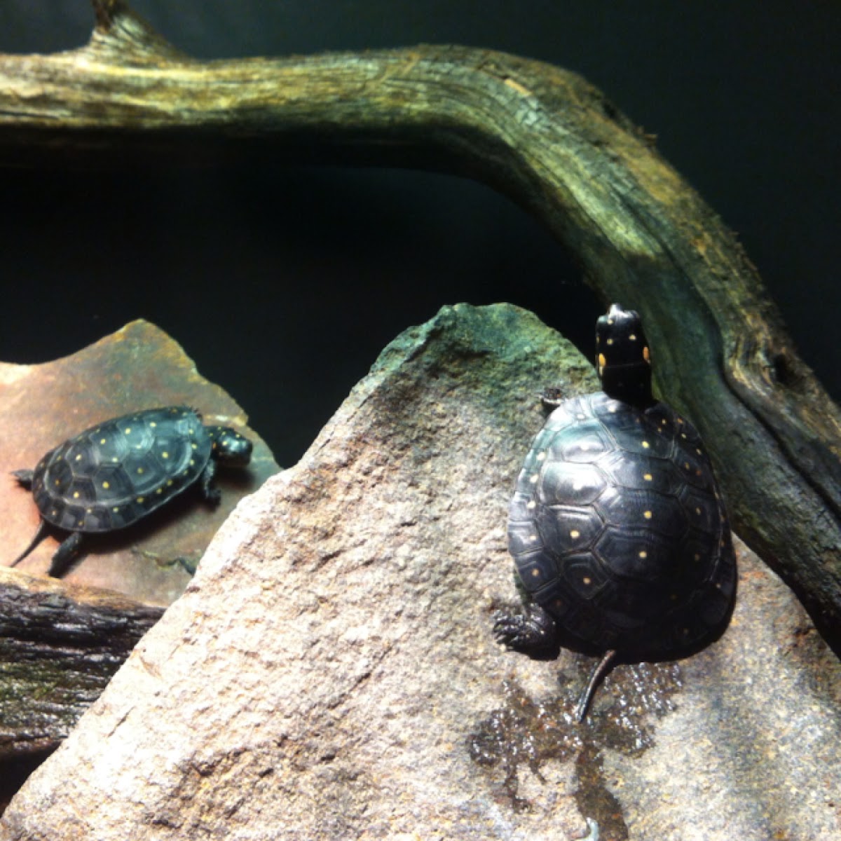 Spotted turtles