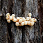 Emperor Gum Moth Eggs