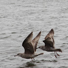 Herring Gull