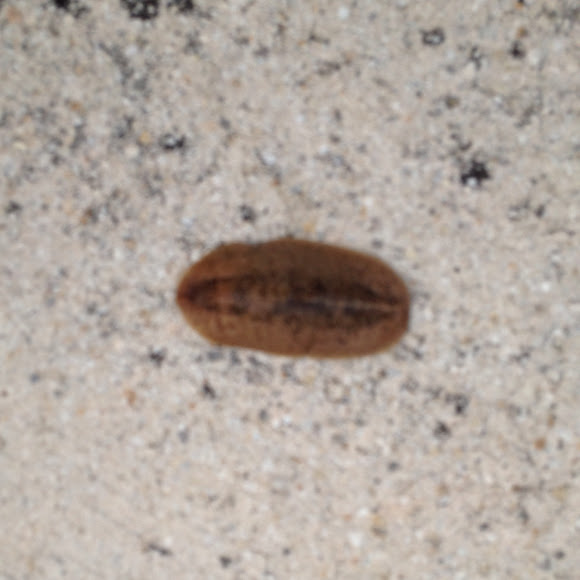 Pancake Slug Project Noah