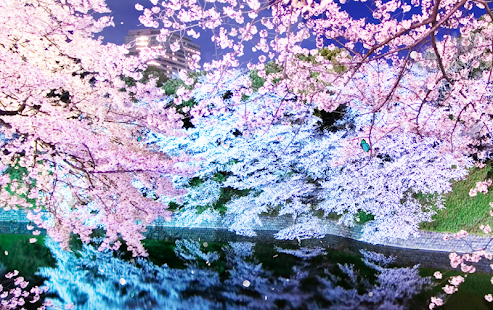 Spring Trees Live Wallpaper