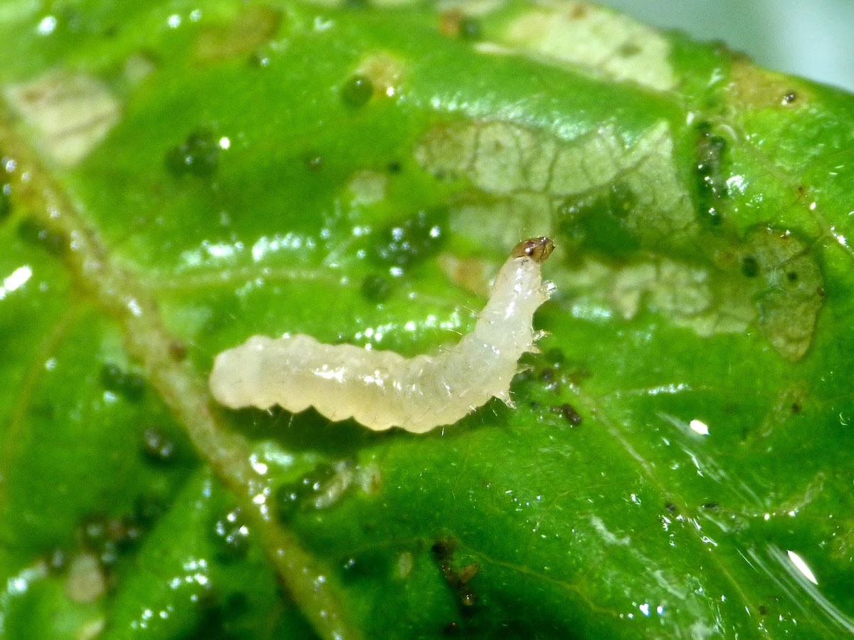 Leaf roller moth caterpillar