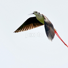 Black Winged Stilt by Anand Amembal - Animals Birds
