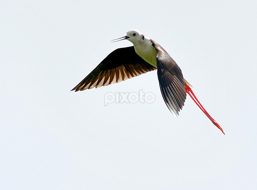 Black Winged Stilt by Anand Amembal - Animals Birds