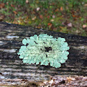 Gray Shield Lichen