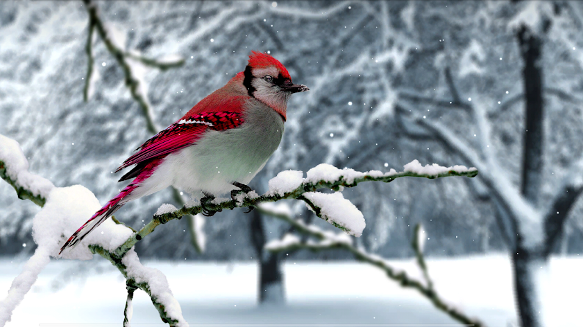 Super Parallax Animals 3D LWP Screen 3