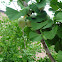 Ginkgo Tree (Seeds)