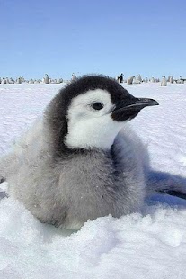 Penguin and Dolphin Wallpaper Screenshots 17