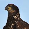 Bald Eagle (Juvenile)