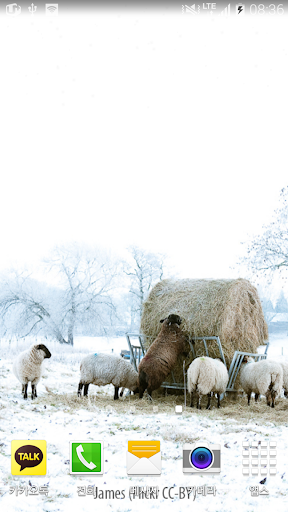 Winter Sheep Wallpaper