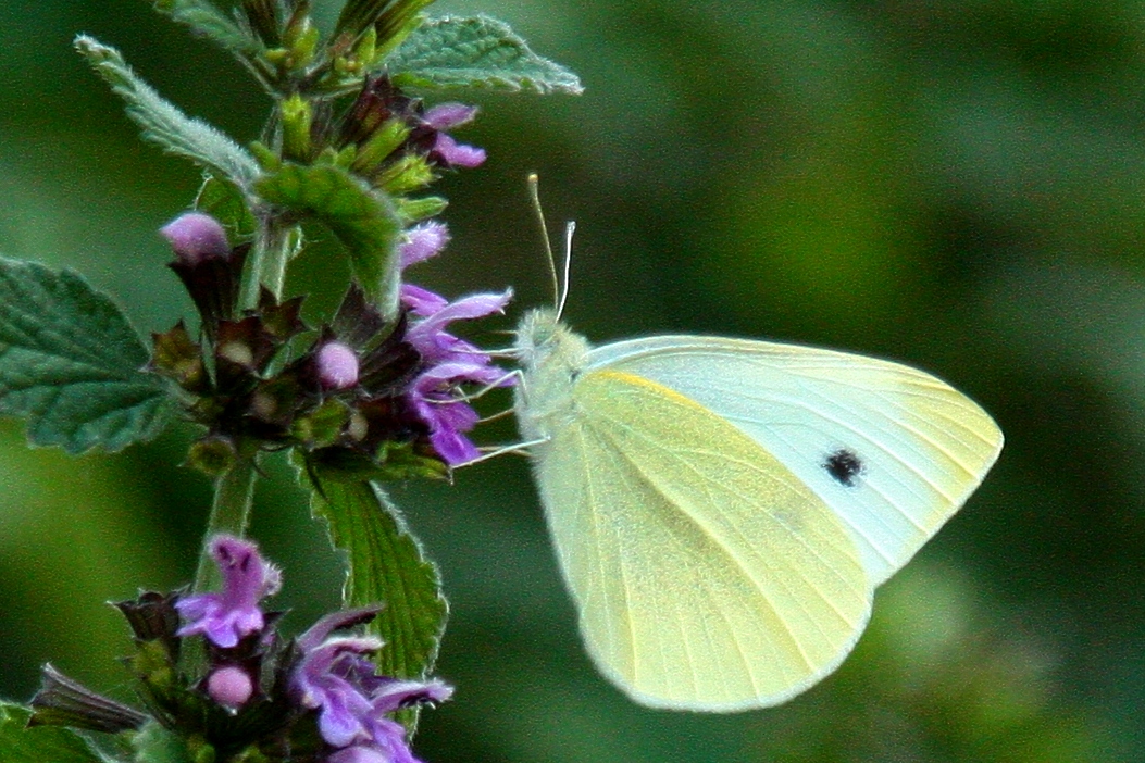 Small cabbage butterfly