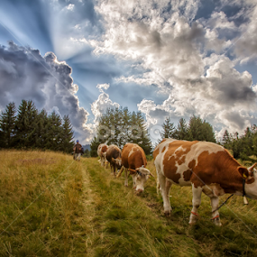Cows on their way to a coral by Stanislav Horacek - Landscapes Prairies, Meadows & Fields