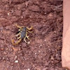 Giant Hairy Scorpion