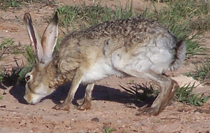 Black-tailed Jackrabbit