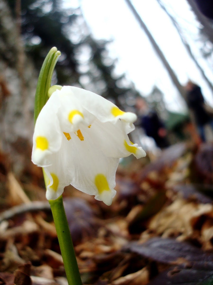 Spring Snowflake / Proljetni drijemovac