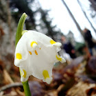 Spring Snowflake / Proljetni drijemovac