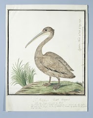 Pelecanus rufescens (Kleine pelikaan of Roodrugpelikaan)