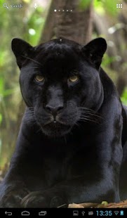 Free Black Panther APK