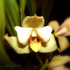 Hybrid Orchid / Orquídea híbrida