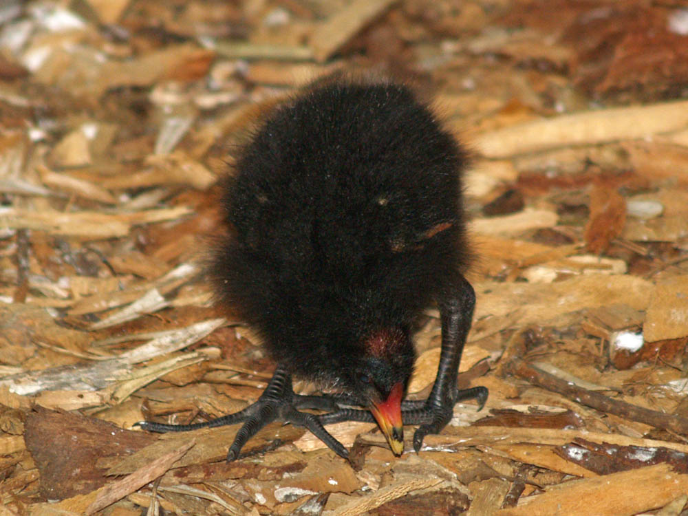 Dusky Moorhen and chick