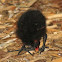 Dusky Moorhen and chick