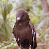 Red-tailed Hawk (dark morph)