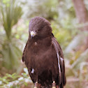 Red-tailed Hawk (dark morph)