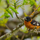 Black-headed Grosbeak