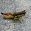 Small Chinese Rice Grasshopper