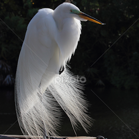 by Sandra Blair - Animals Birds