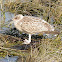 European Herring Gull (Fledgling)