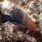 Shortnose Wrasse